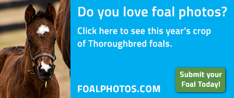 FoalPhotos.com