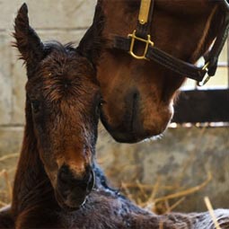 Foaling